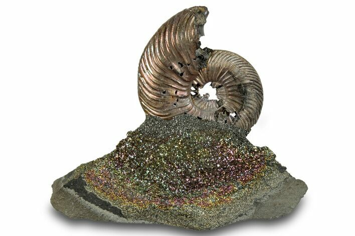 Iridescent, Pyritized Ammonite (Quenstedticeras) Fossil Display #264121